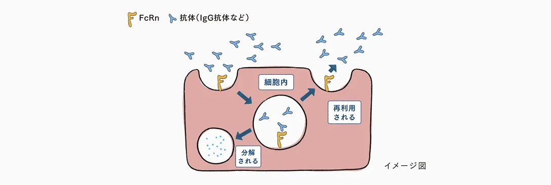 FcRnがIgGと結合し、分解を防いで血液中へ戻し再利用する仕組みを示した図