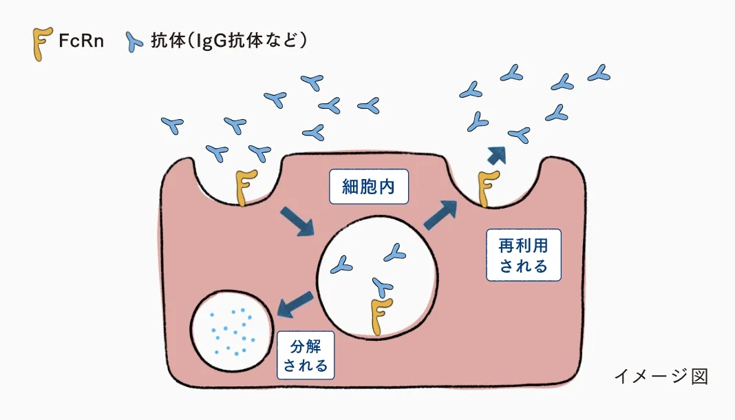 FcRnがIgGと結合し、分解を防いで血液中へ戻し再利用する仕組みを示した図