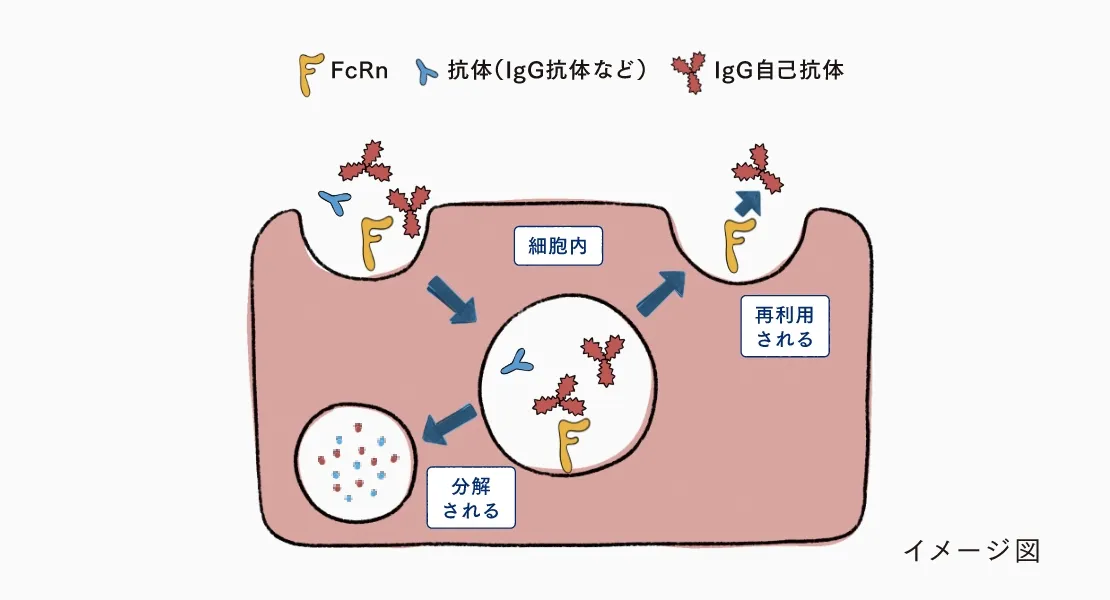 IgG自己抗体がFcRnと結合して血液中へ戻り、再び体を攻撃する仕組みを示した図