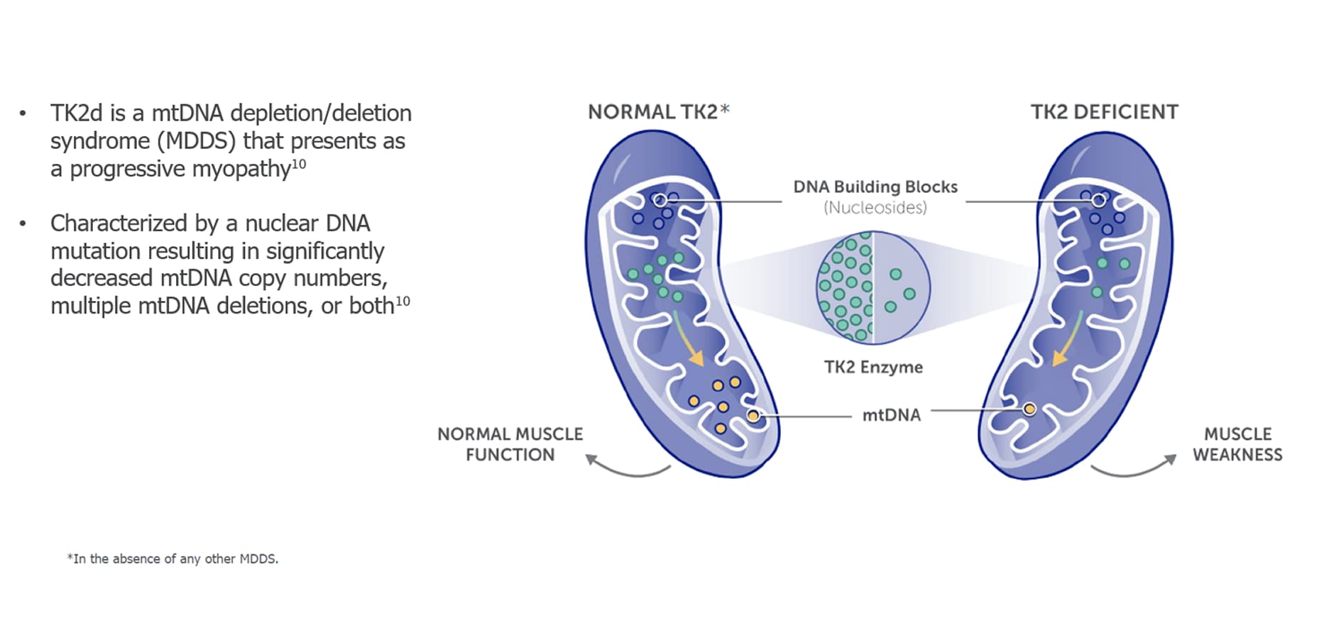 TK2d physiopathology