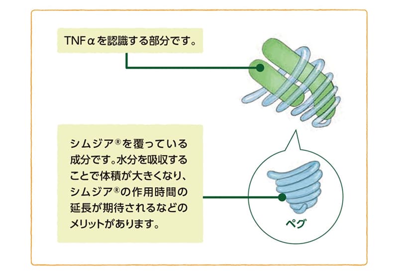 シムジアの構造とTNFαを認識する部位を示した模式図