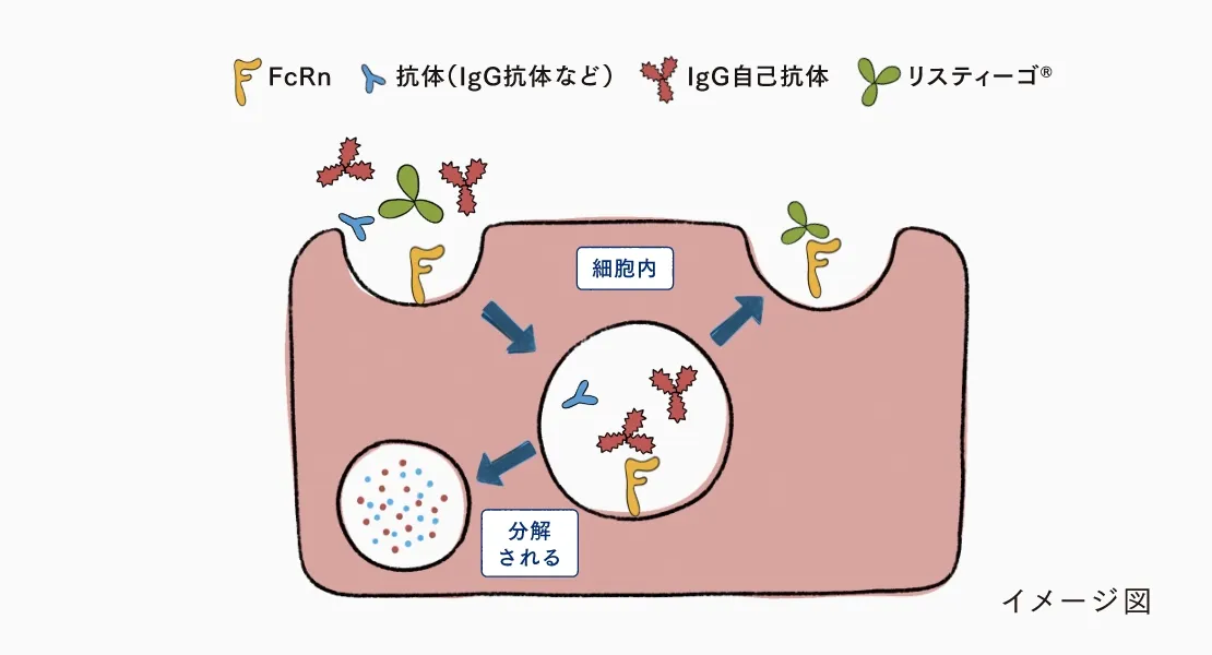 リスティーゴ®がIgGやIgG自己抗体とFcRnの結合を阻害し、再利用されるIgG自己抗体の量を減らす仕組みを示した図