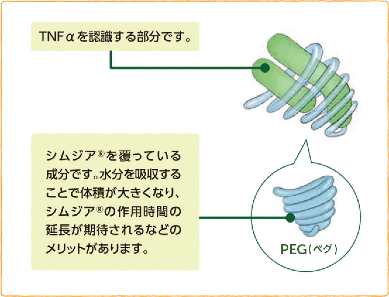 シムジア®の構造を示す模式図。TNFαを認識する部分と、それを覆うPEG(ペグ)を示す。PEGは水分を吸収して体積が大きくなり、シムジア®の作用時間の延長が期待される。