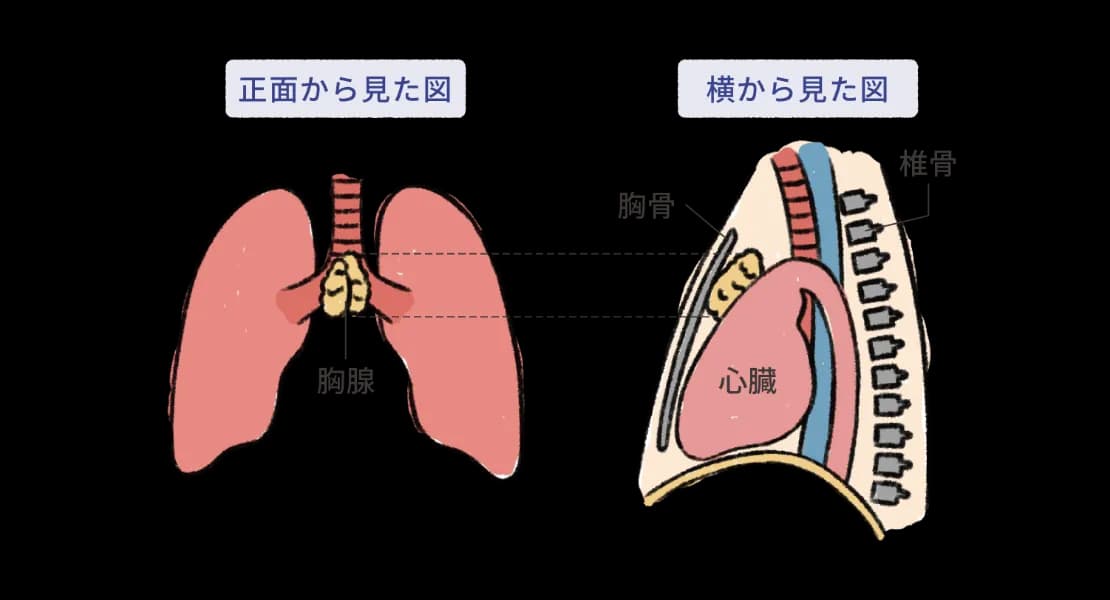 胸腺が胸の中央で心臓の前に位置することを、正面図と側面図で示した図