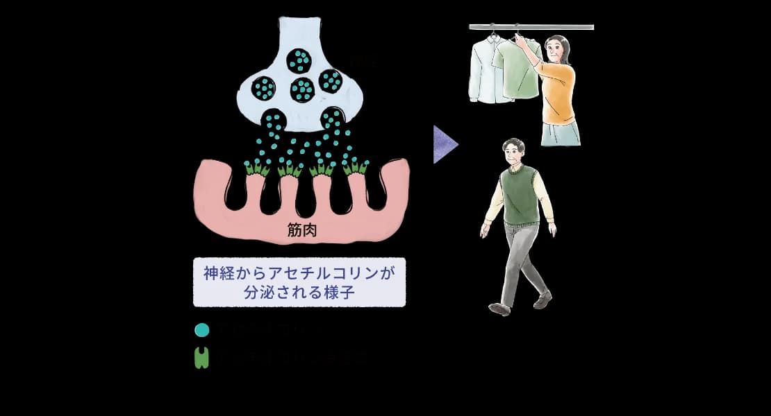 神経から分泌されるアセチルコリンが筋肉に伝わり、筋肉が動く仕組みを示す図