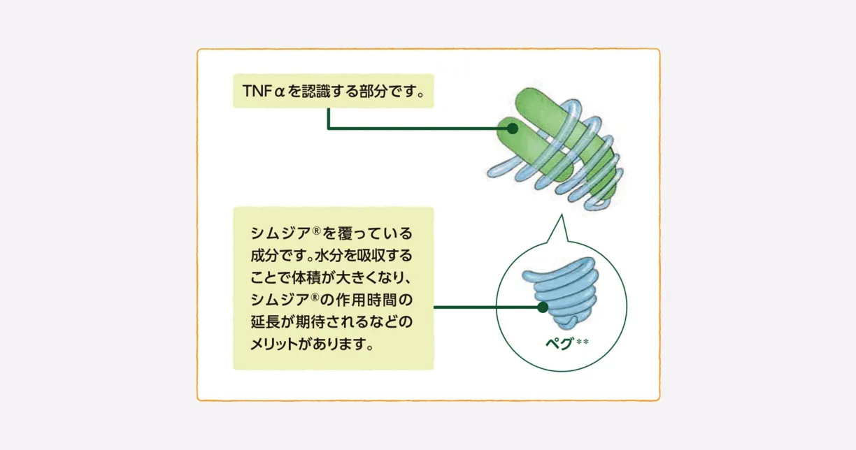 シムジア®の構造とTNFαを認識する部位、PEGを示した模式図