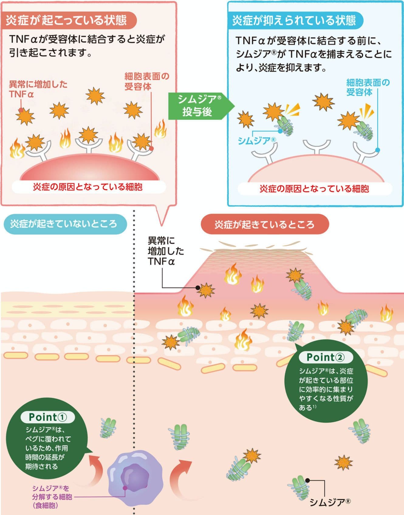 シムジア®がTNFαを捕捉して炎症を抑える仕組みを示した模式図