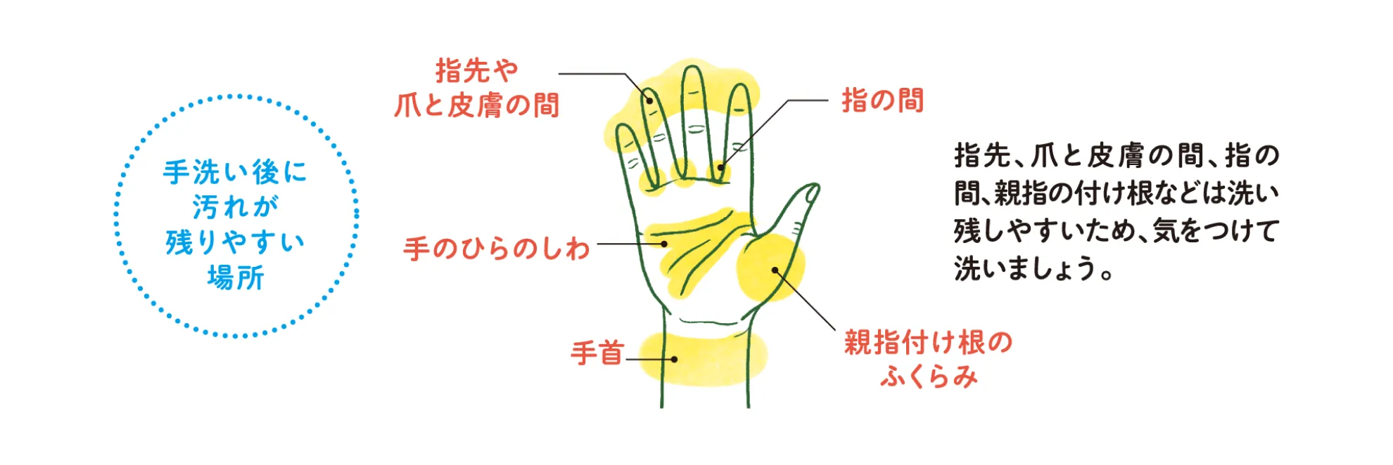 手洗い後に汚れが残りやすい場所:指先や爪と皮膚の間、指の間、手のひらのしわ、親指の付け根のふくらみ、手首。これらの場所は特に気をつけて洗う。