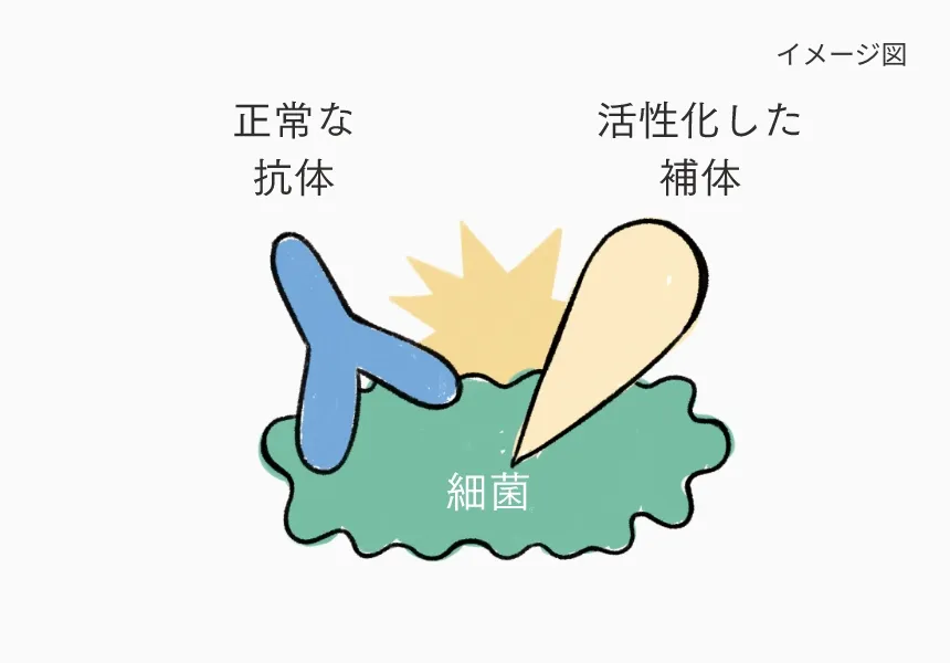 抗体と補体が細菌を攻撃する免疫の仕組みを示したイメージ図