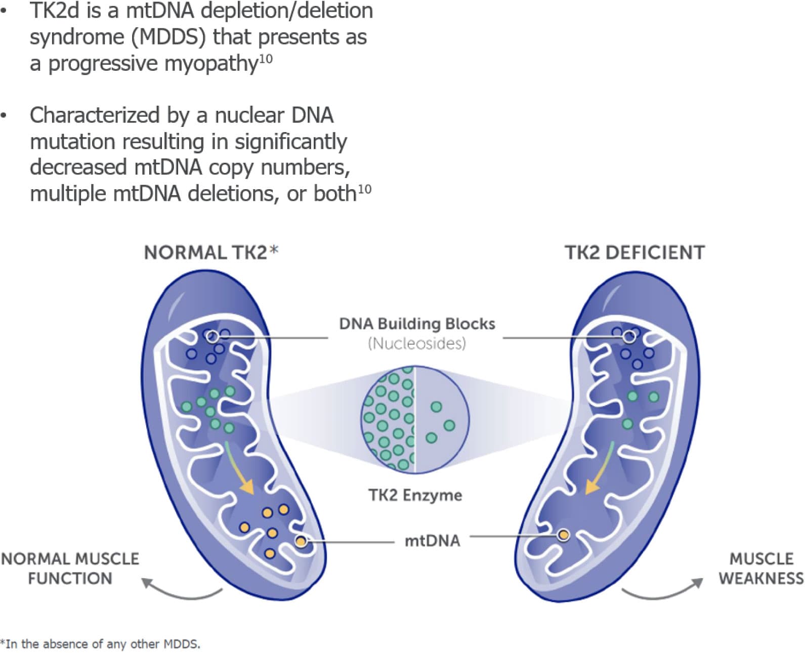 TK2d physiopathology