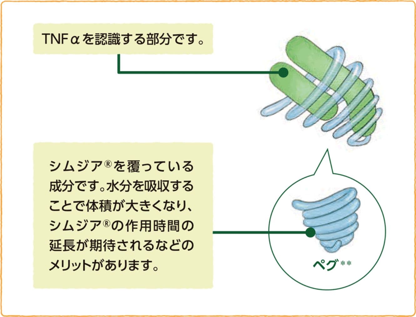 シムジア®の構造とTNFαを認識する部位、PEGを示した模式図